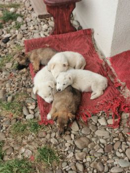 Віддам цуцеят 2