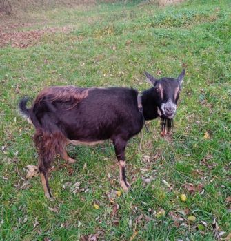 Молочну козу 1