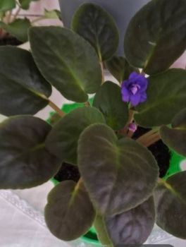 Вазони різні по 50 грн 2