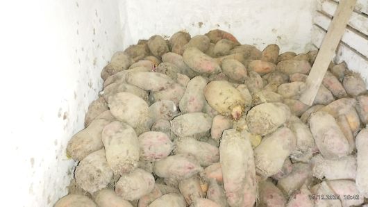 Дрібна картопля. Буряк кормовий 1