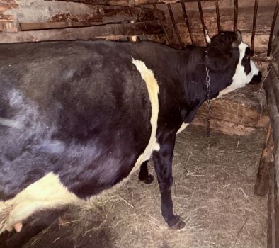 Молода корова 1