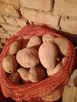 Домашня картопля 1