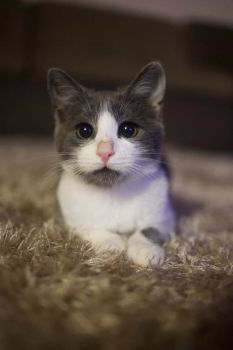 Віддам в добрі руки котика 1