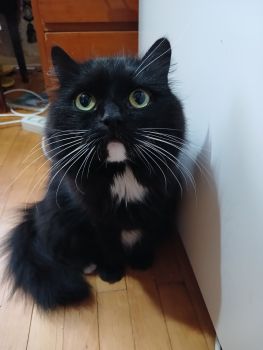 Віддам кицю в добрі руки 2