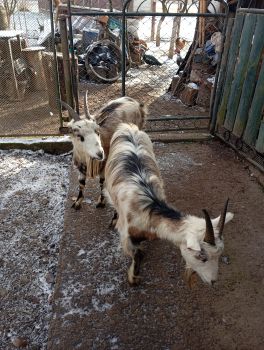 Тварини кози качки 3