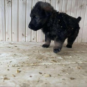 Цуценята в добрі руки КАЛУШ ❗️ 7