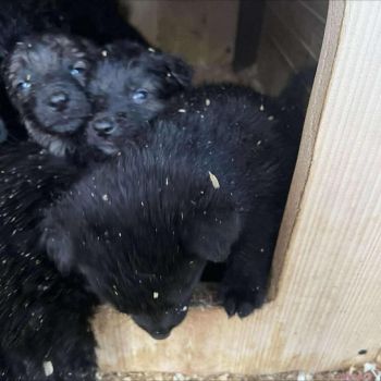 Цуценята в добрі руки КАЛУШ ❗️ 2