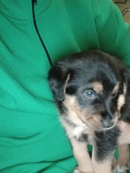 Віддам в добрі руки чудових цуциків 6