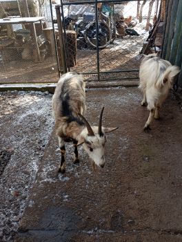 Тварини кози качки 4