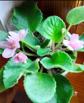 Вазони різні по 50 грн