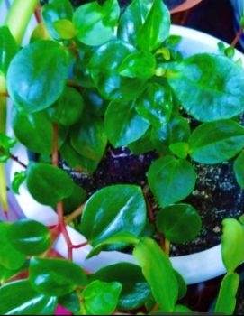 Вазони різні по 50 грн 5