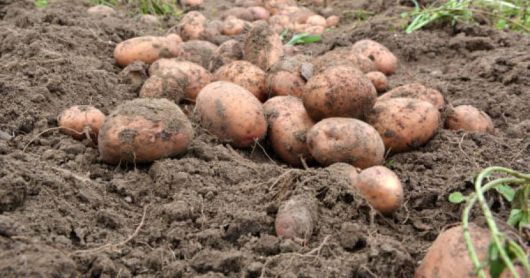 Овочі домашні продам 2