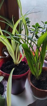 Вазони різні по 50 грн 6