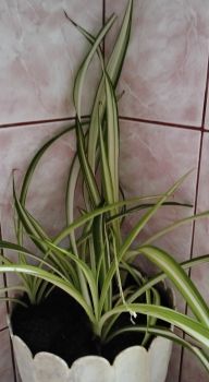 Вазони різні по 50 грн 7