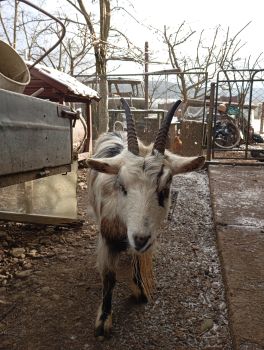 Тварини кози качки 2