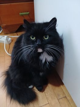 Віддам кицю в добрі руки 1