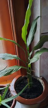 Вазони різні по 50 грн 8