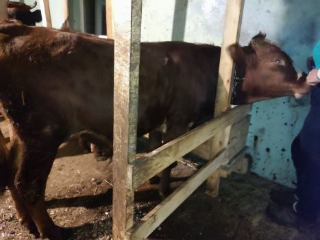 Бичка 9 місяців 1