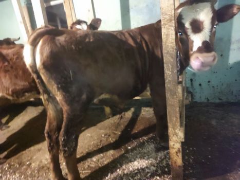 Бичка 9 місяців 2