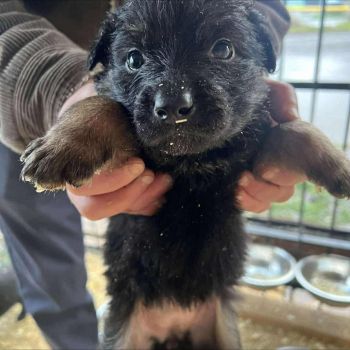 Цуценята в добрі руки КАЛУШ ❗️ 1