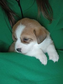 Віддам в добрі руки чудових цуциків 5