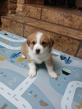 Віддам в добрі руки чудових цуциків 4