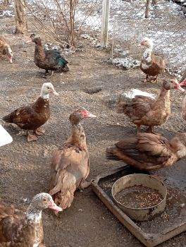 Тварини кози качки 1