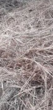 Змульчоване  сіно не дорого. Самовивіз 1