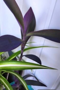 Вазони різні по 50 грн 4