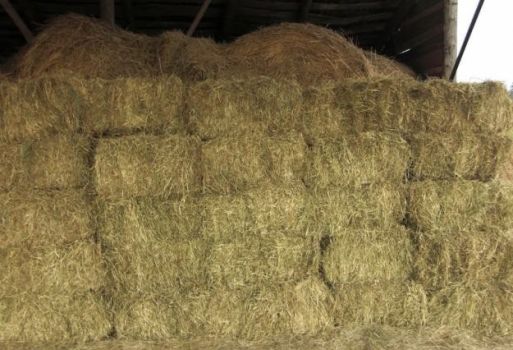Тюки сіна недорого 1