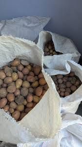 Дрібна картопля 1