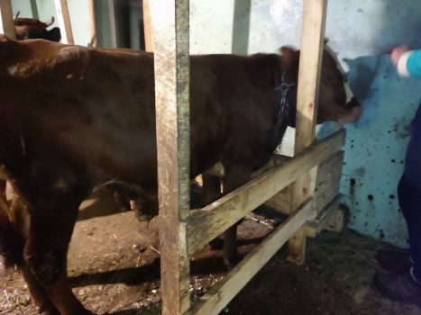 Бичка 9 місяців 5