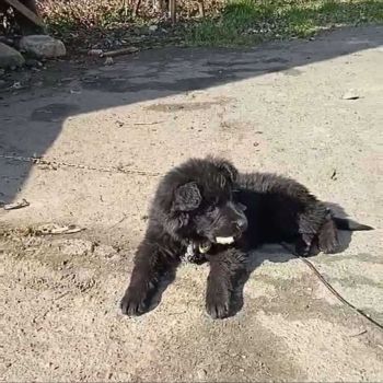 Цуценята в добрі руки КАЛУШ ❗️ 3