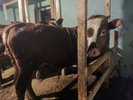 Бичка 9 місяців 4