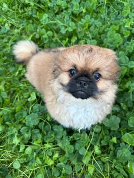 Цуценя дівчинку 1