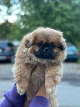 Цуценя дівчинку 2