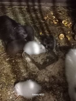 Молодняк і дорослих нутрій 1