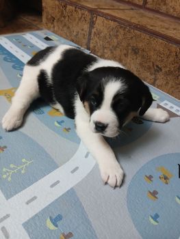 Віддам в добрі руки чудових цуциків 2