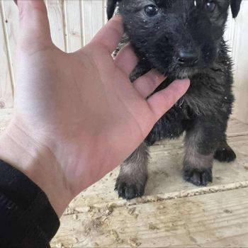 Цуценята в добрі руки КАЛУШ ❗️ 5