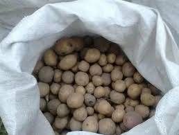 Картопля дрібна 1