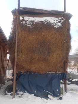 Сіно свіже цьогорічне 1