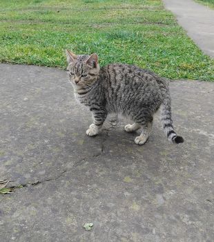 Віддам в добрі руки 1