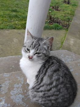 Віддам в добрі руки 3