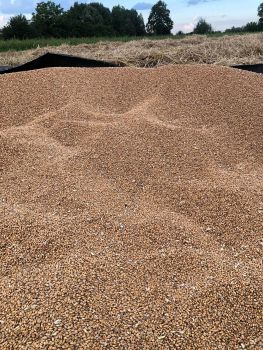 Пшениця, ячмінь ,овес 1