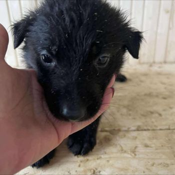 Цуценята в добрі руки КАЛУШ ❗️ 6