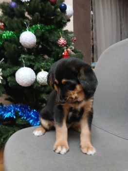 Віддамо цуценя у добру і люблячу сім'ю 2