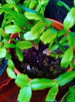 Вазони різні по 50 грн 3