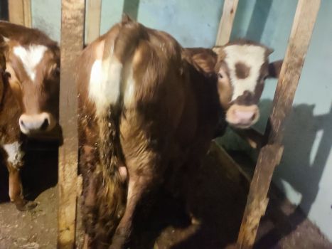 Бичка 9 місяців 3