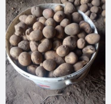Дрібна картопля 1