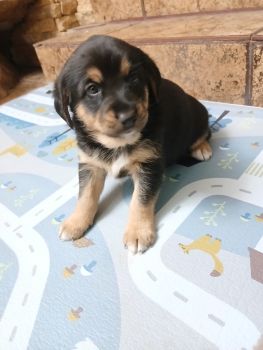 Віддам в добрі руки чудових цуциків 3